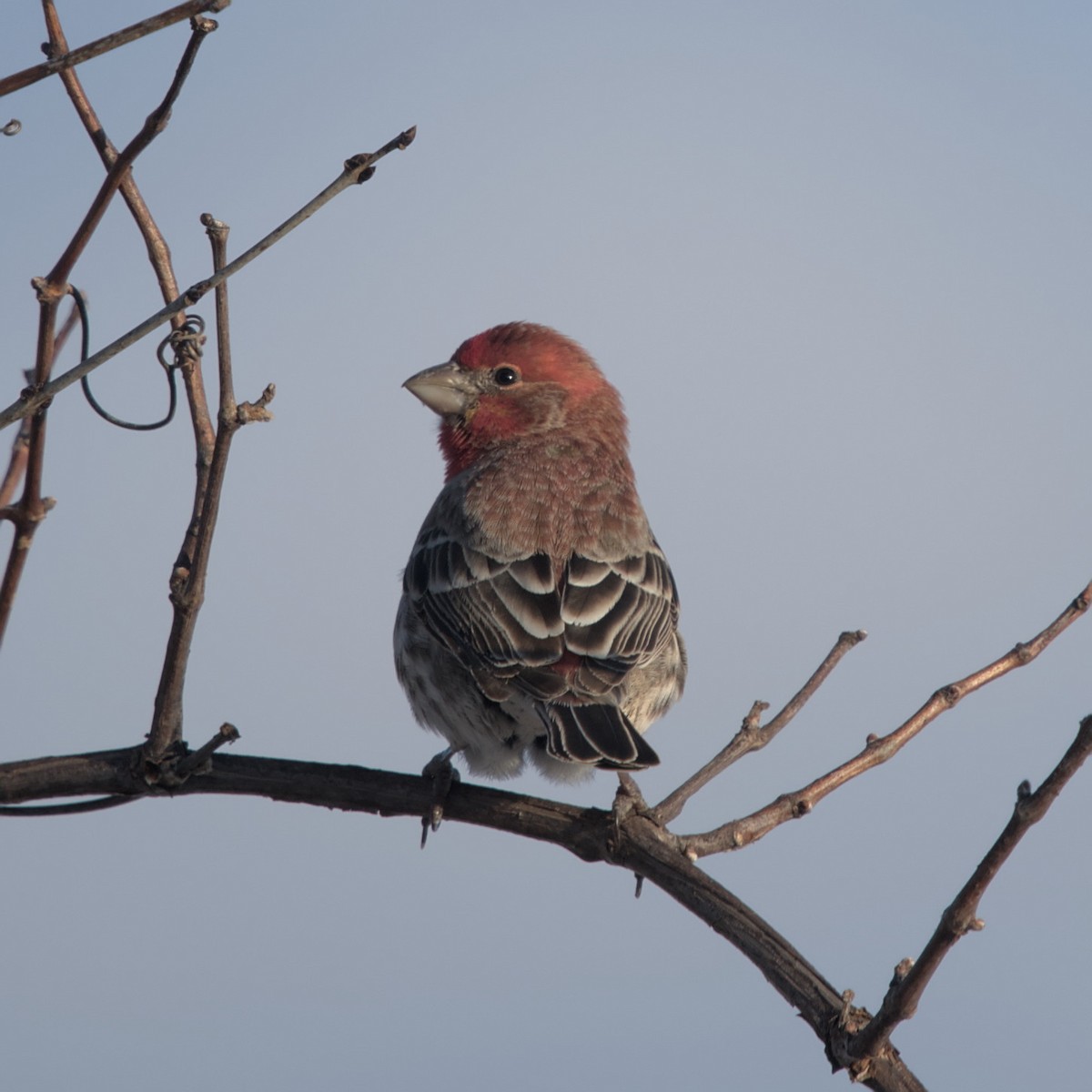 House Finch - ML540317821