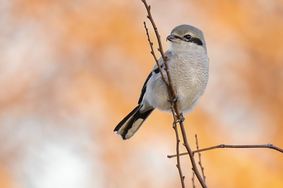 Northern Shrike - ML540318761