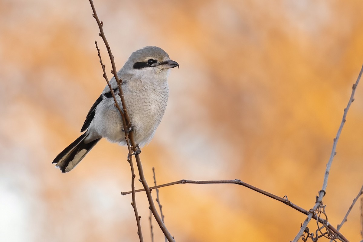 Alcaudón Boreal - ML540318771