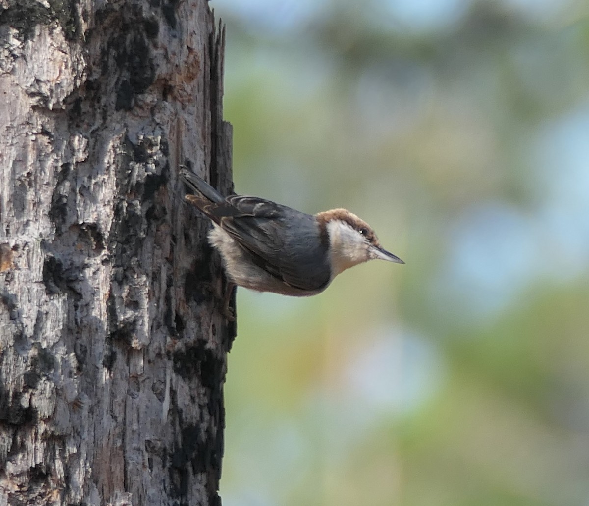 Brown-headed Nuthatch - Ron Smith