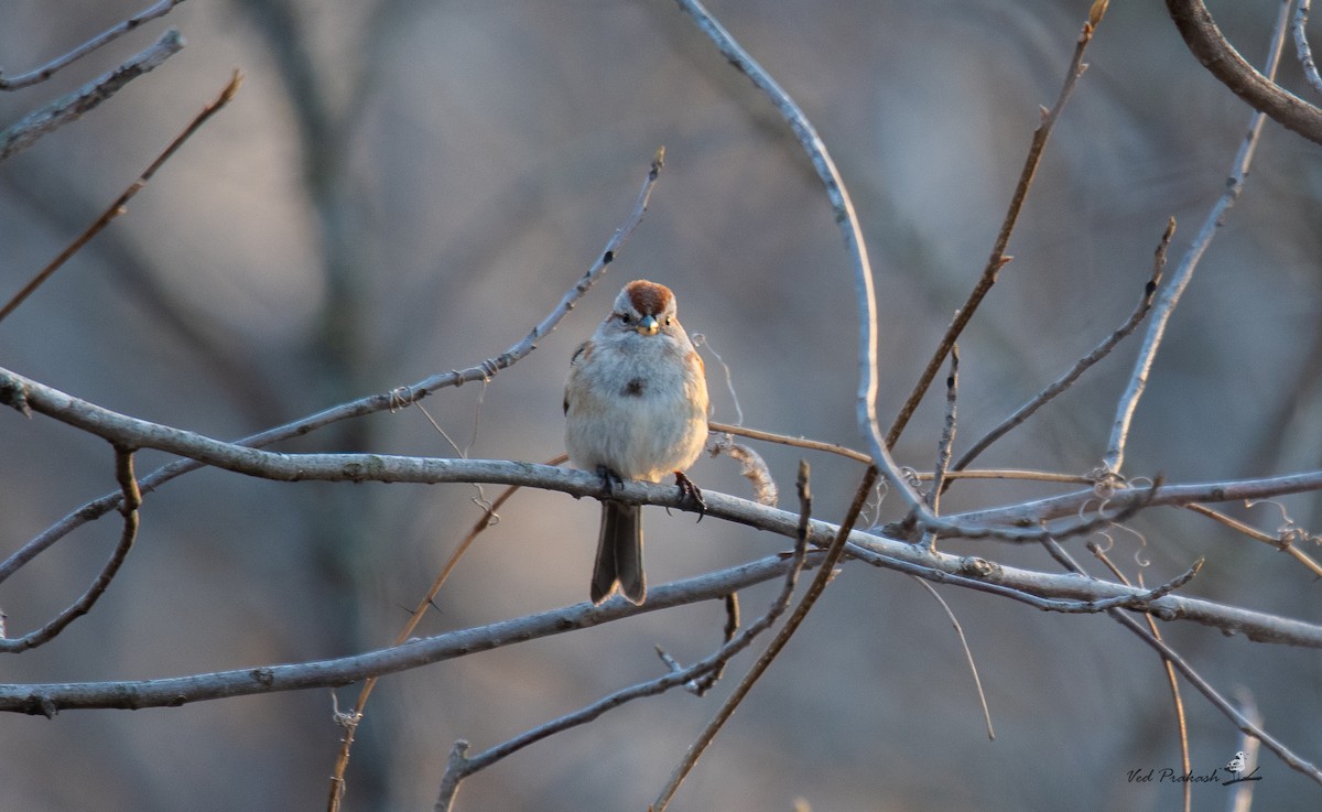 American Tree Sparrow - ML540322671