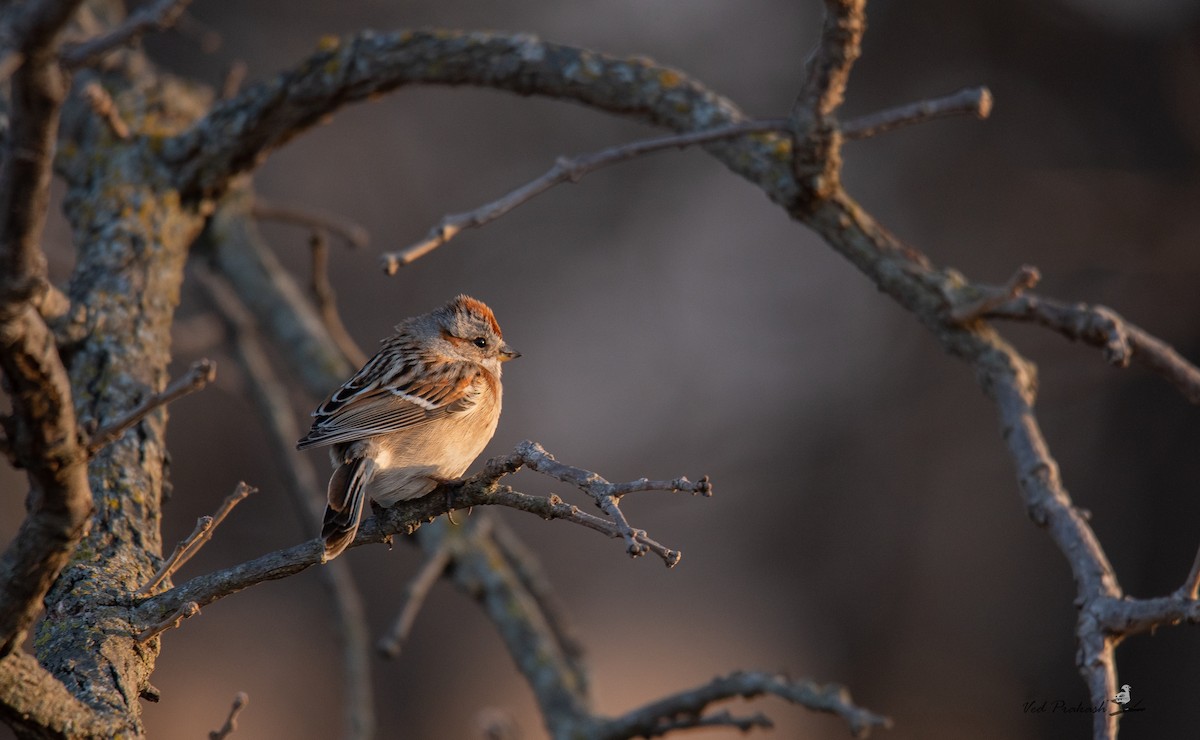 American Tree Sparrow - ML540322681