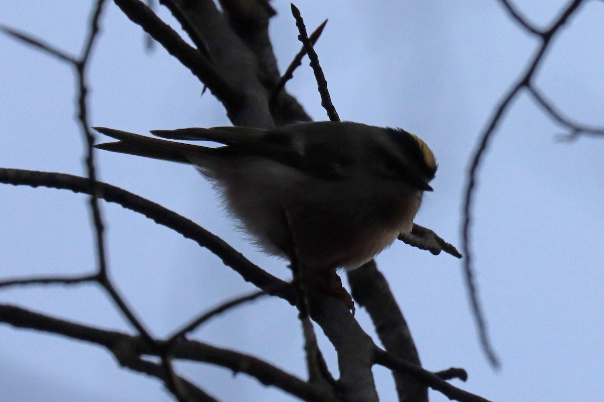 Golden-crowned Kinglet - ML540324561