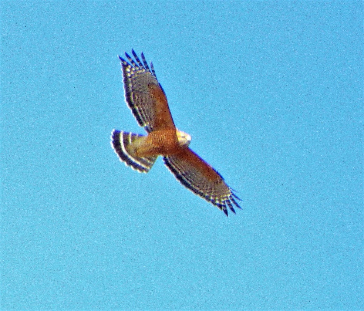 Red-shouldered Hawk - ML540324831