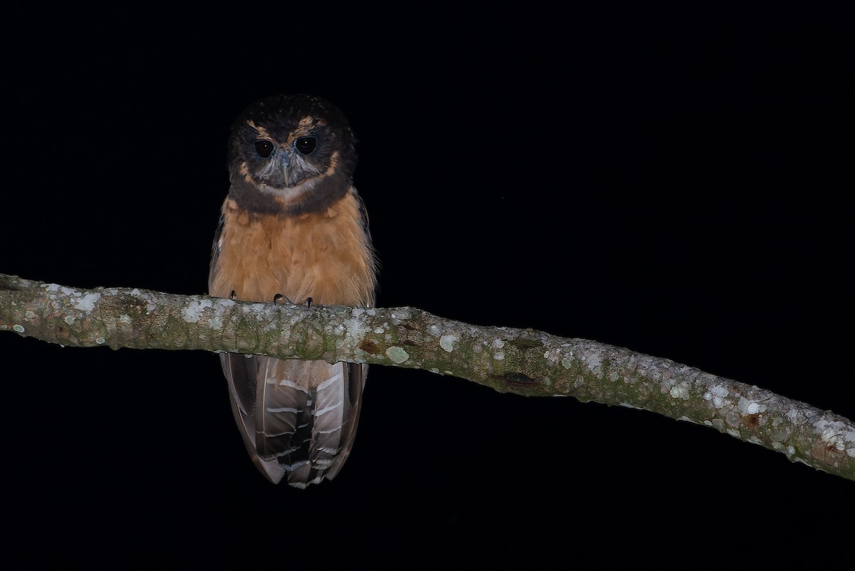 Tawny-browed Owl - LUCIANO BERNARDES