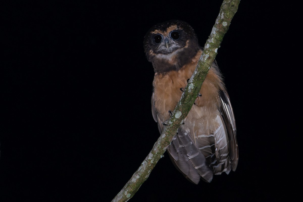 Tawny-browed Owl - LUCIANO BERNARDES