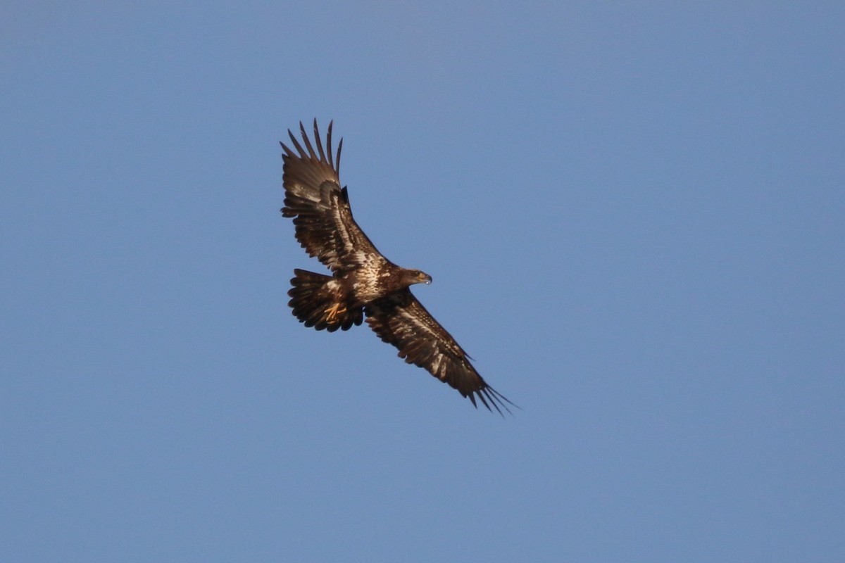 Weißkopf-Seeadler - ML540328731