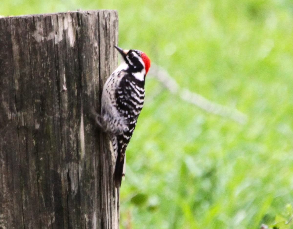 Nuttall's Woodpecker - ML540329621