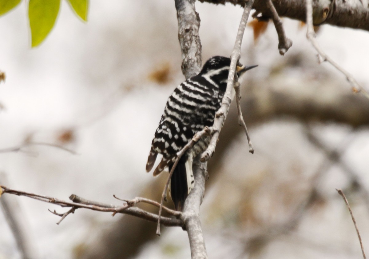 Nuttall's Woodpecker - ML540329741