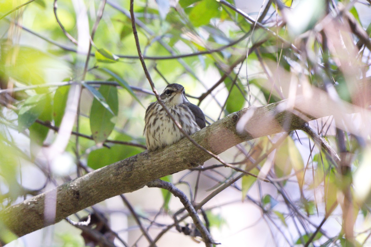 Louisiana Waterthrush - ML540329981