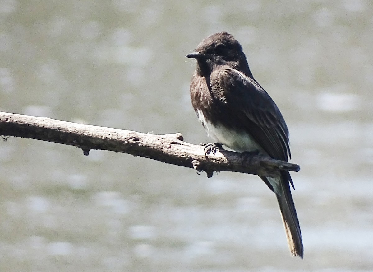 Black Phoebe - ML540330191