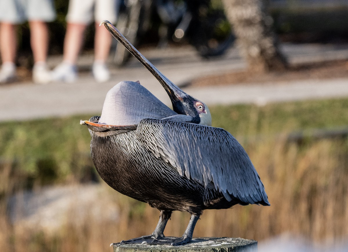 Brown Pelican - ML540331301