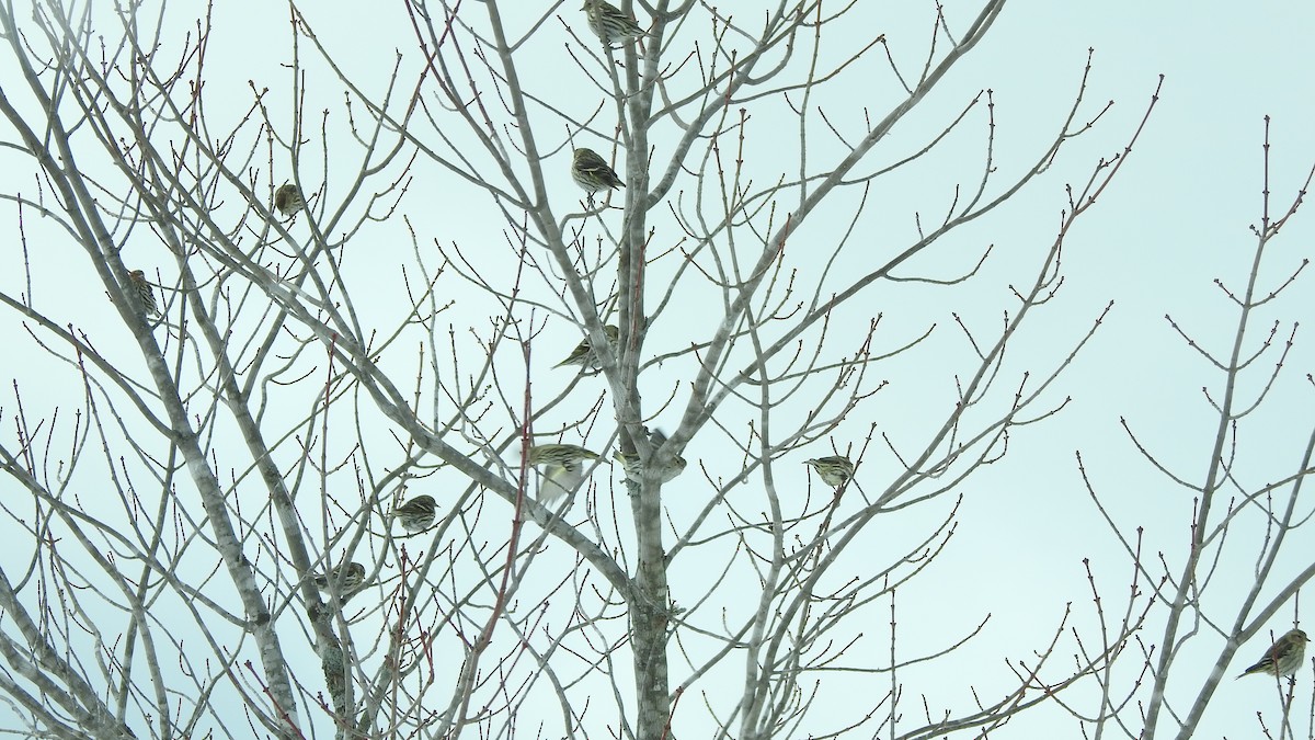 Common Redpoll - ML540331751