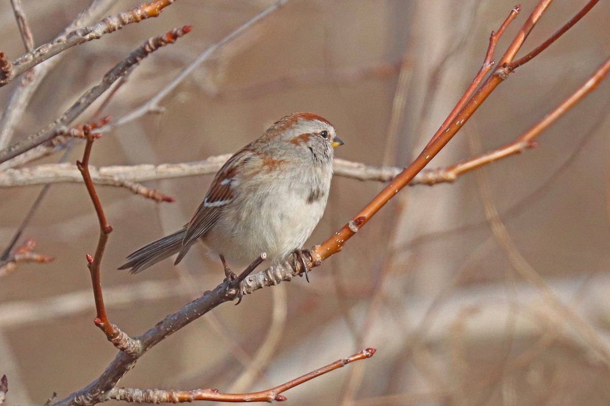 American Tree Sparrow - ML540331841