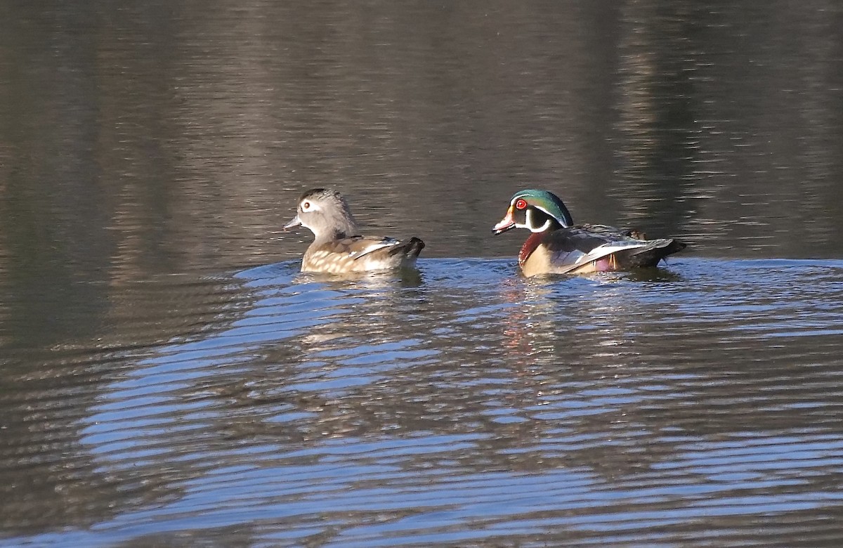 Wood Duck - ML540331891