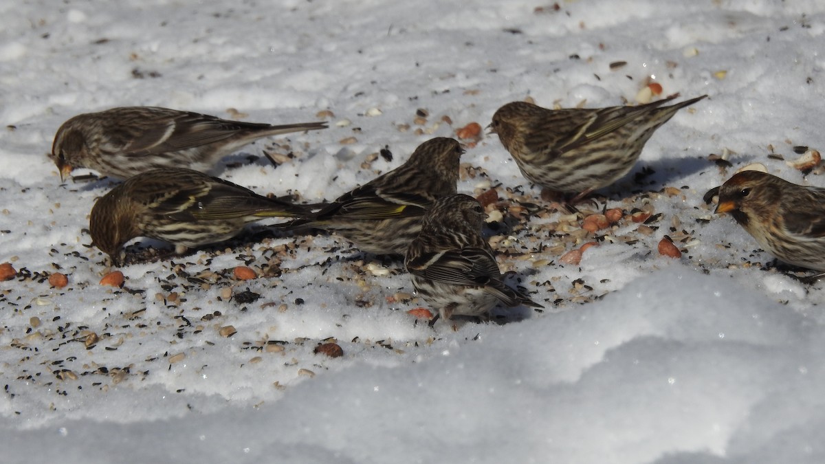 Common Redpoll - ML540332451