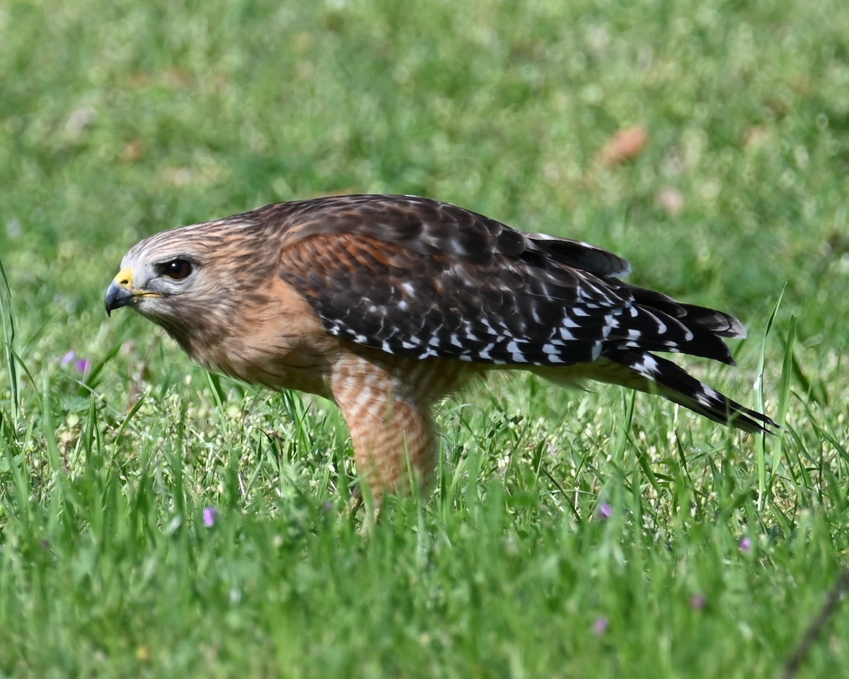 Red-shouldered Hawk - ML540335291