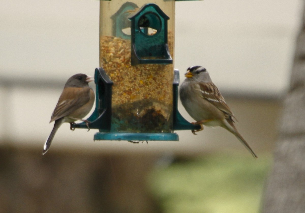 White-crowned Sparrow - ML540335401