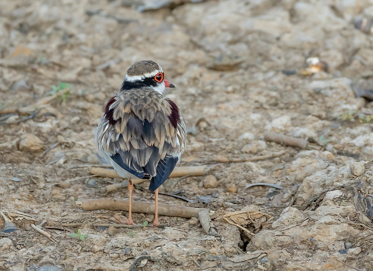 Black-fronted Dotterel - ML540335521