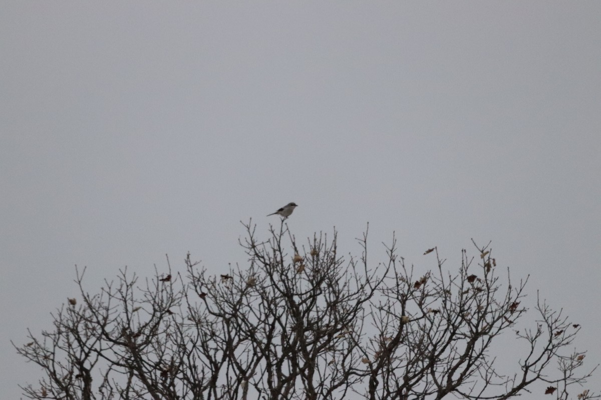 Northern Shrike - ML540336251