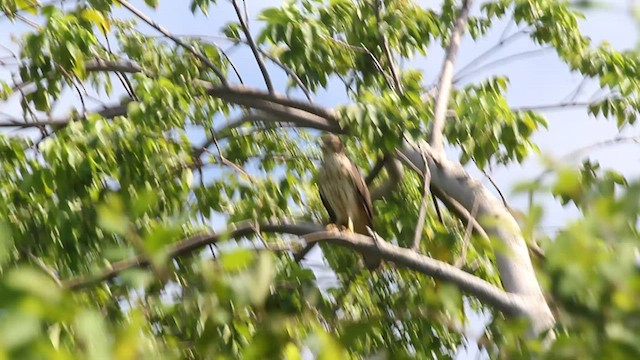 Haitibussard - ML540336731