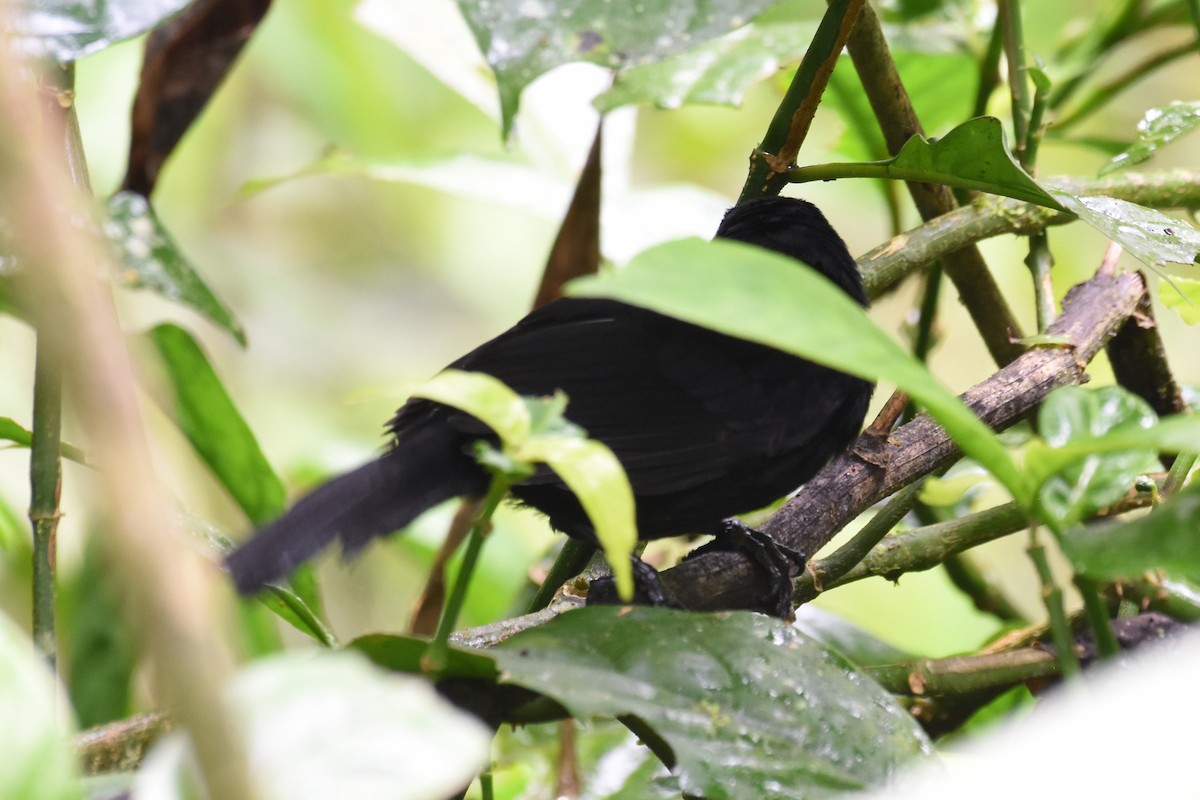 Panamáameisenvogel - ML540337181