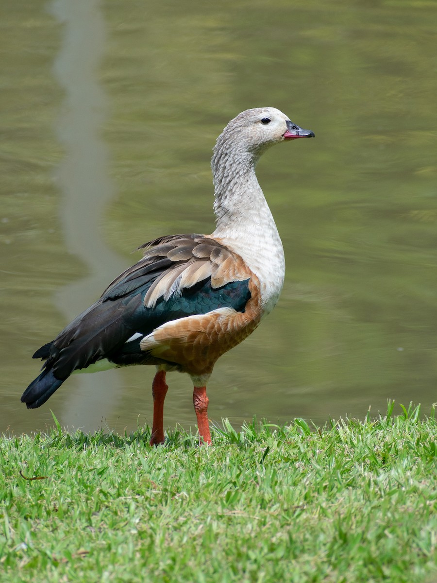 Orinoco Goose - Nestor Monsalve (@birds.nestor)