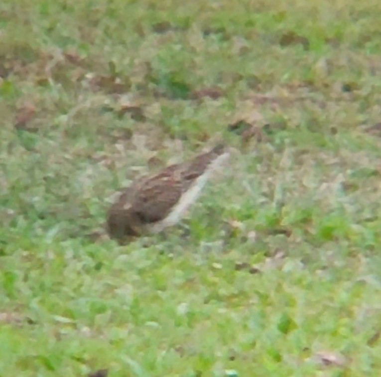 Pacific Golden-Plover - ML540337921