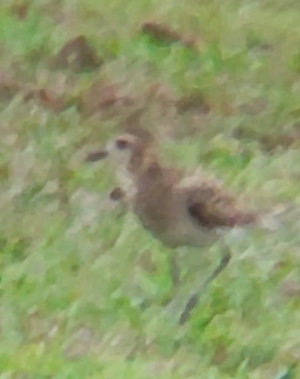 Pacific Golden-Plover - ML540337941