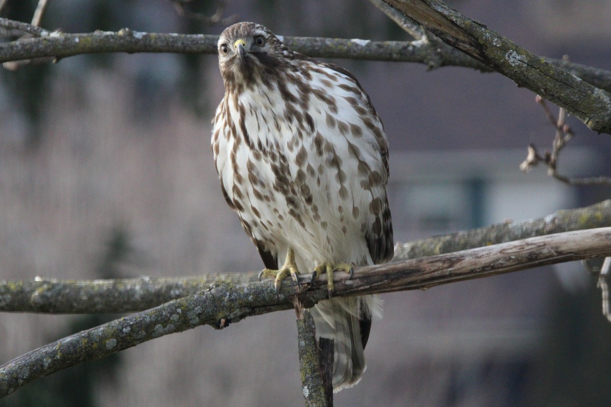 Red-shouldered Hawk - Marah Brubaker