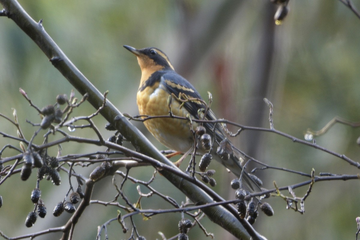 Varied Thrush - ML540338811