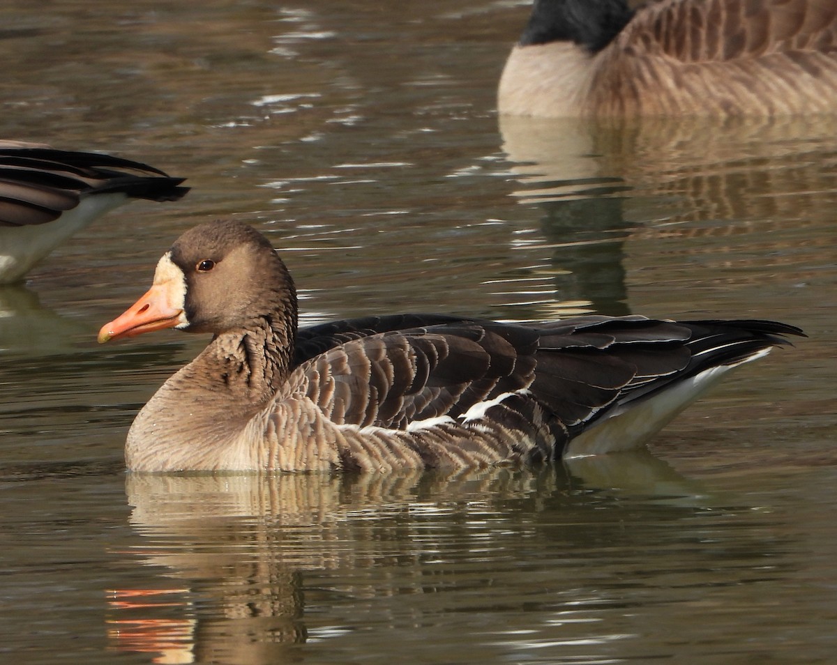 Greater White-fronted Goose - ML540338951