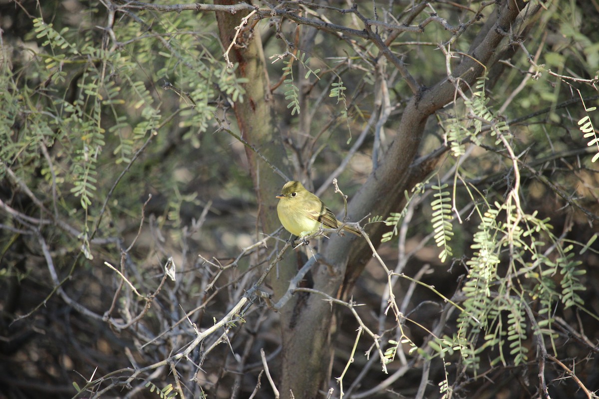 Western Flycatcher (Pacific-slope) - ML540339071