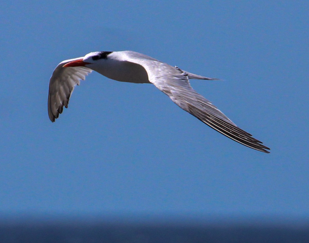 Royal Tern - ML540339191