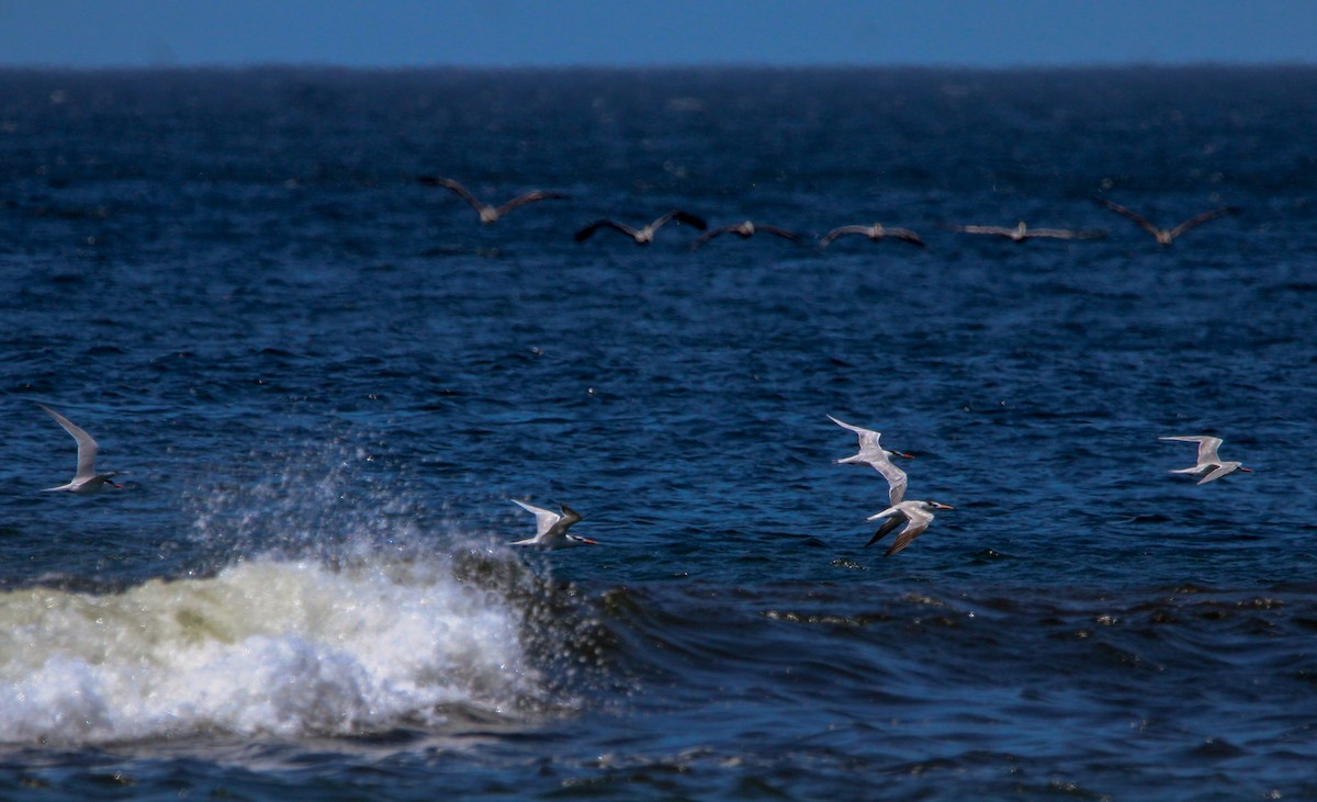 Royal Tern - Jeffrey McCrary