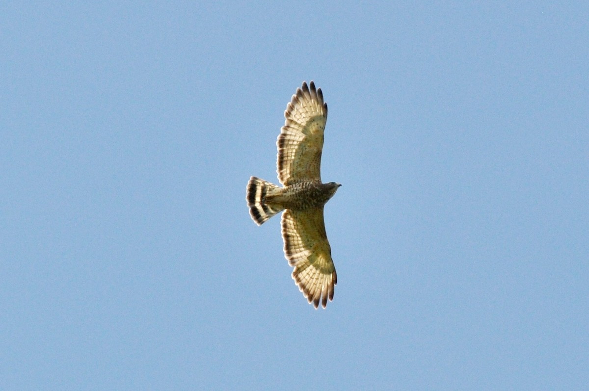 Broad-winged Hawk - ML54034041