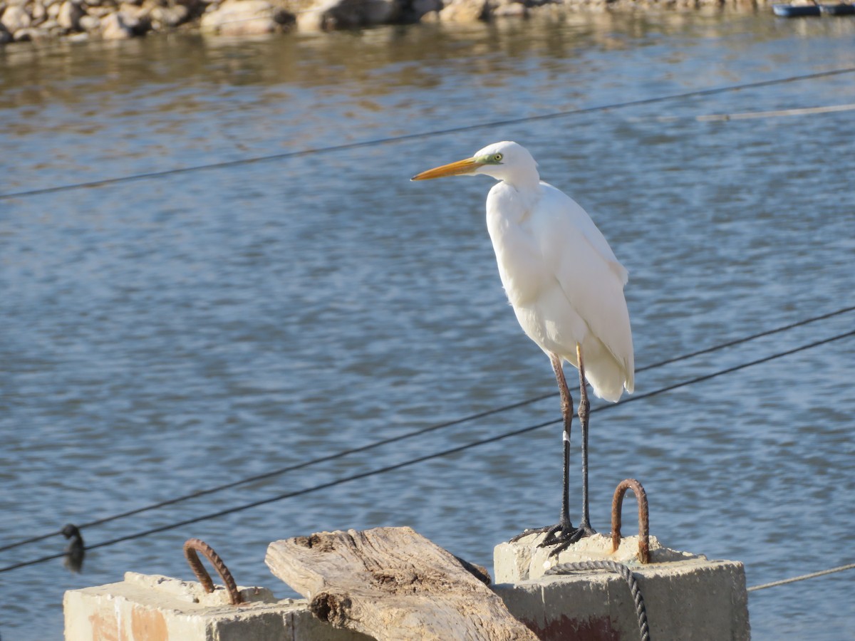 Great Egret - ML540341941