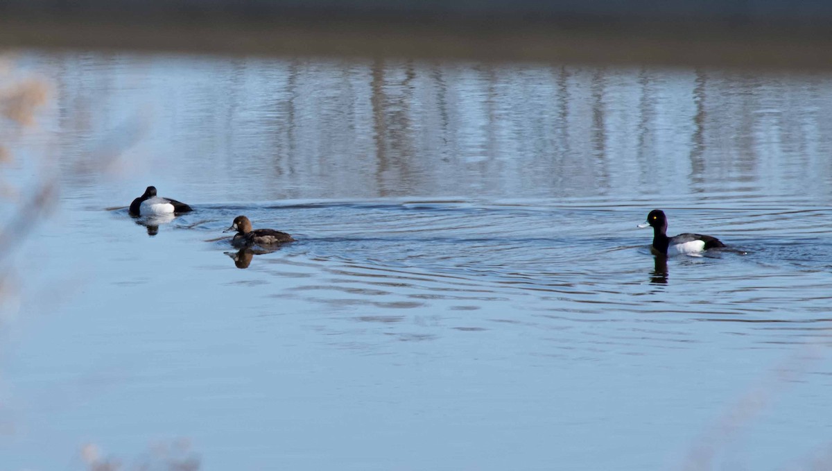 Lesser Scaup - Floyd Aldrich