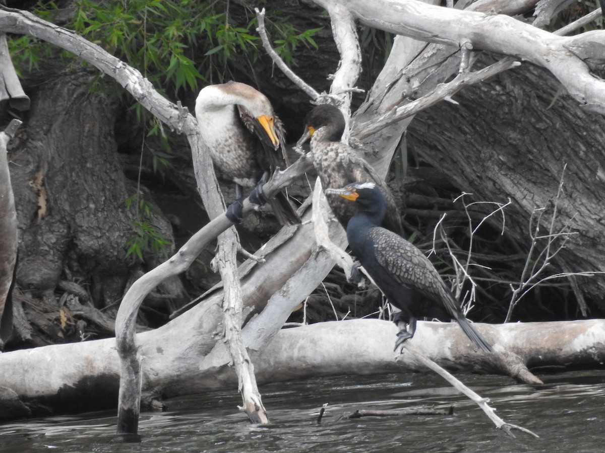 Double-crested Cormorant - ML54034301