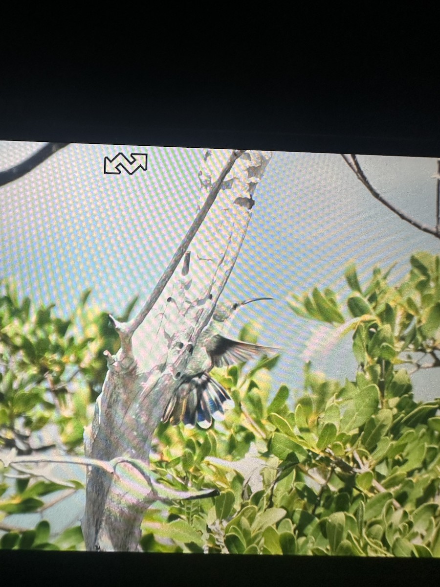 Puerto-Rico-Mangokolibri - ML540343601