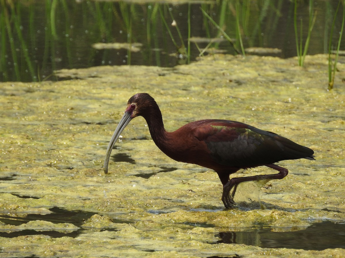 White-faced Ibis - Devon DeRaad