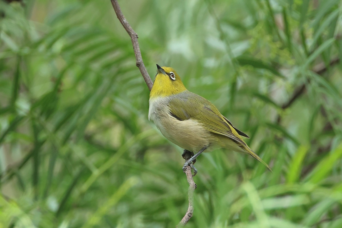 Silvereye - ML540346031