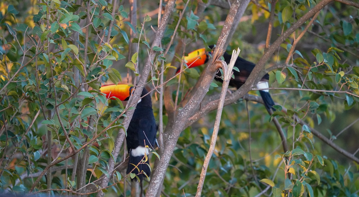 Toco Toucan - ML540347091