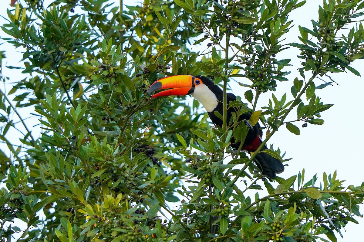 Toco Toucan - ML540347101