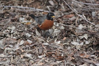 American Robin - ML540348611