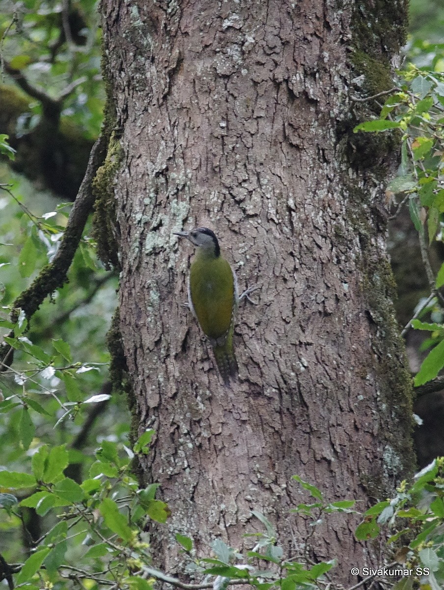 Gray-headed Woodpecker - ML54035041