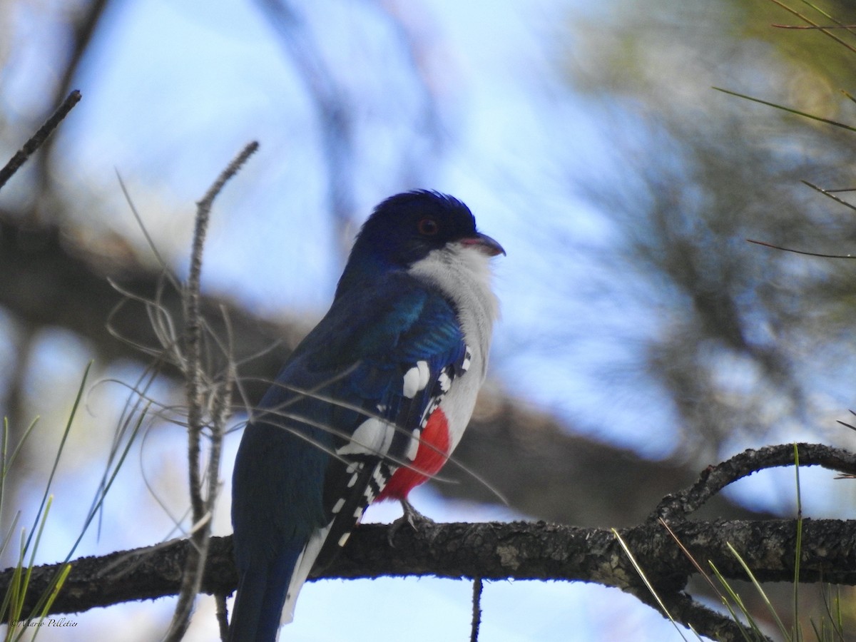 Cuban Trogon - Mario Pelletier