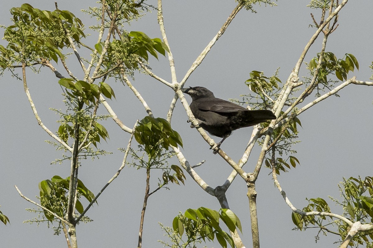 Jamaican Crow - Peter Hawrylyshyn