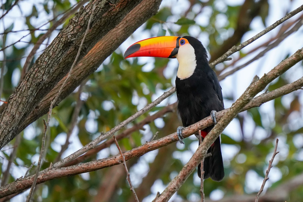 Toucan toco - ML540351711