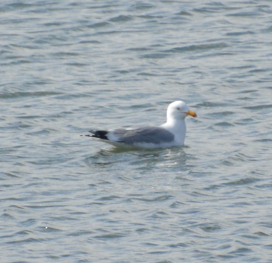 Herring Gull - ML540353371